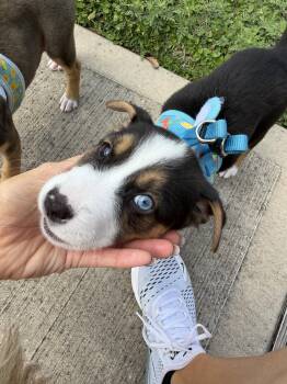 Labrador Retriever Dogs Available for Adoption in The Woodlands, Texas - Dahlia | PetCurious