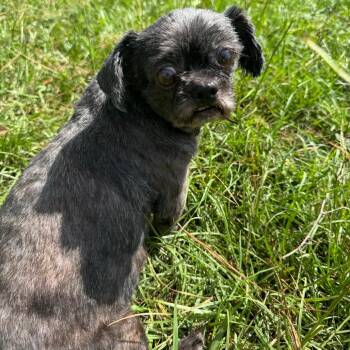 Gertrude June -  Shih Tzu Dog for Adoption in Houston, Texas - Gertrude June | PetCurious