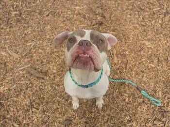 Rescue Boxer and Mixed Breed Dogs for Adoption in Santa Cruz, California - KEWPIE | PetCurious