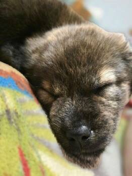 Oso -  Mixed Breed Dog for Adoption in Dorr, Michigan - Oso | PetCurious
