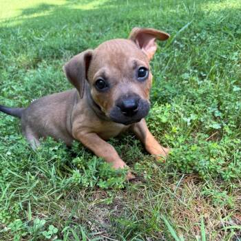 Justice -  Terrier and Boxer Dog for Adoption in Waxhaw, North Carolina - Justice | PetCurious