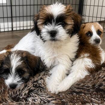 Gonzo -  Shih Tzu and Mixed Breed Dog for Adoption in Avon, Ohio - Gonzo | PetCurious