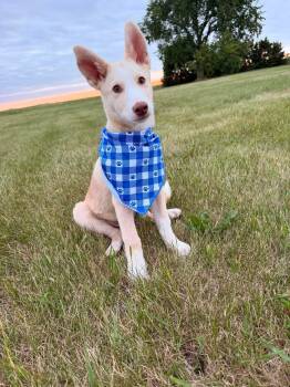 Buster -  Mixed Breed Dog for Adoption in Sioux Falls, South Dakota - Buster | PetCurious