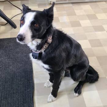 Border Collie Dogs Available for Adoption - Rex D10552 | PetCurious