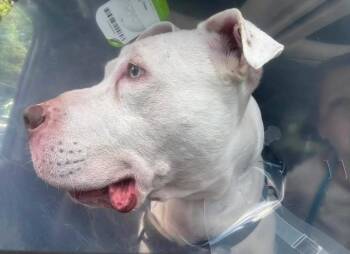 Jinx Deaf Senior -  Pit Bull Terrier Dog for Adoption in Ossining, New York - Jinx Deaf Senior | PetCurious