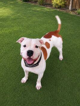 Duke-a-Roni -  American Staffordshire Terrier Dog for Adoption in Houston, Texas - Duke-a-Roni | PetCurious