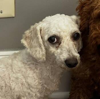 Sweet Lena -  Bichon Frise Dog for Adoption in Washington, District Of Columbia - Sweet Lena | PetCurious