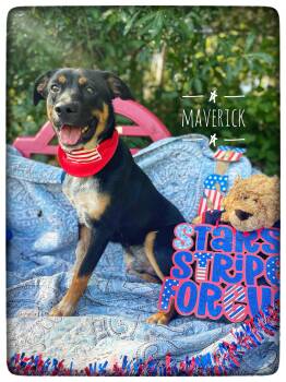 Maverick -  Australian Cattle Dog Blue Heeler Dog for Adoption in Sebring, Florida - Maverick | PetCurious