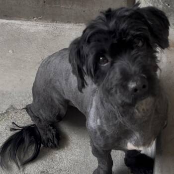 Bobbi A2276761 -  Mixed Breed Dog for Adoption in Los Angeles, California - Bobbi A2276761 | PetCurious