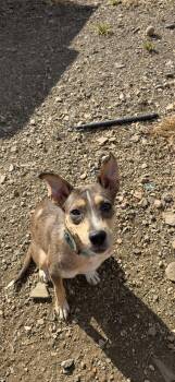 Patches - 20 lbs -  Catahoula Leopard Dog Dog for Adoption in Muldrow, Oklahoma - Patches - 20 Lbs | PetCurious