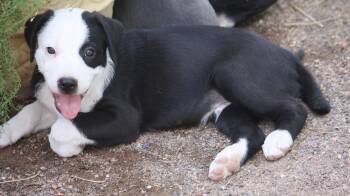 Hank -  Australian Shepherd Dog for Adoption in Albuquerque, New Mexico - Hank | PetCurious
