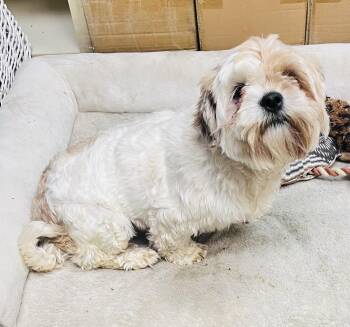 Shih Tzu Dogs Available for Adoption in Council Bluffs, Iowa - Sweet Pea | PetCurious