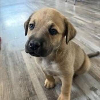 Mixed Breed Dogs Available for Adoption in Saskatoon, Saskatchewan - Meadow | PetCurious