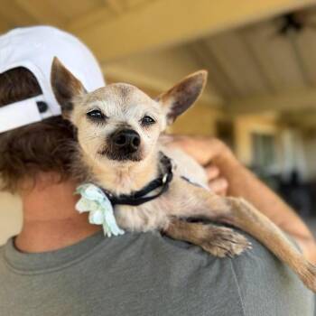 Salma -  Wirehaired Terrier Dog for Adoption in Ramona, California - Salma | PetCurious