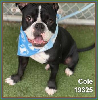 Boxer and American Bulldog Dogs Available for Adoption in Marietta, Georgia - COLE | PetCurious