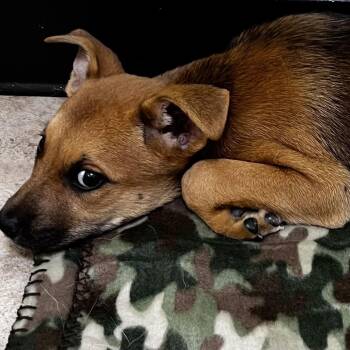 Labrador Retriever and Mixed Breed Dogs Available for Adoption in Tulsa, Oklahoma - Red | PetCurious