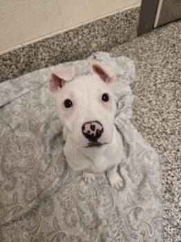 Pit Bull Terrier and Mixed Breed Dogs Available for Adoption in Westland, Michigan - Magnolia | PetCurious