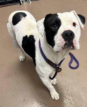 Constantine -  Pit Bull Terrier Dog for Adoption in Chicago, Illinois - Constantine | PetCurious