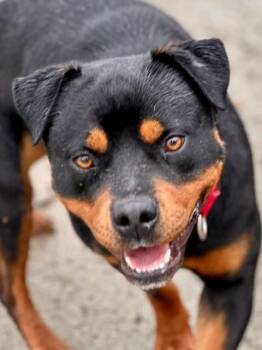 Mateo -  Rottweiler Dog for Adoption in Phoenix, Oregon - Mateo | PetCurious