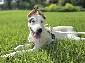 Ahsoka -  Mixed Breed Dog for Adoption - Ahsoka | PetCurious