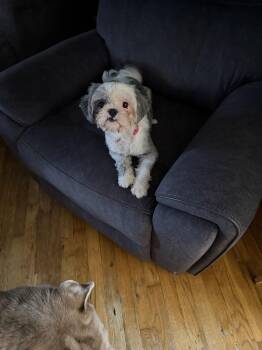 Cowie -  Shih Tzu Dog for Adoption in Plymouth, Michigan - Cowie | PetCurious