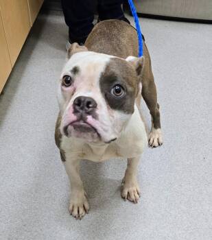 26-254 -  American Bully Dog for Adoption in Lindenhurst, New York - 26-254 | PetCurious