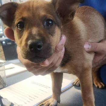 Winnie -  Shepherd Dog for Adoption in Kingman, Arizona - Winnie | PetCurious