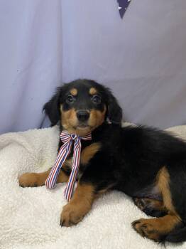Sabrett -  Dachshund Dog for Adoption in Barnhart, Missouri - Sabrett | PetCurious