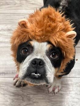 Magnolia -  Pit Bull Terrier Dog for Adoption in Arlee, Montana - Magnolia | PetCurious