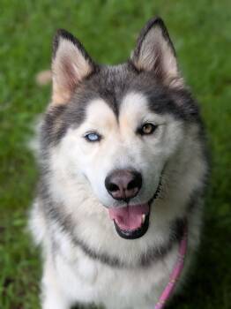Luna -  Husky Dog for Adoption in Chicago, Illinois - Luna | PetCurious