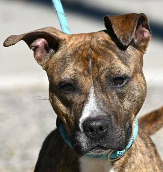 Rescue Pit Bull Terrier Dogs for Adoption in New Haven, Connecticut - #272 Sasha | PetCurious