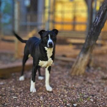 Rescue Black Labrador Retriever and Pit Bull Terrier Dogs for Adoption in Mooresville, North Carolina - Comet | PetCurious