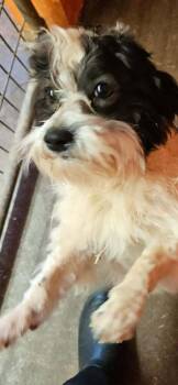 Ziggy -  Mixed Breed Dog for Adoption in Deerfield, Wisconsin - Ziggy | PetCurious