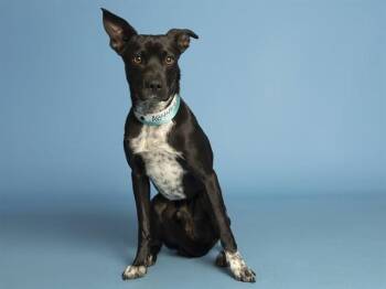 Labrador Retriever and Mixed Breed Dogs Available for Adoption in Phoenix, Arizona - CHARLIE | PetCurious