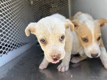 Daisy - URGENT -  Pit Bull Terrier Dog for Adoption in Thousand Oaks, California - Daisy - URGENT | PetCurious