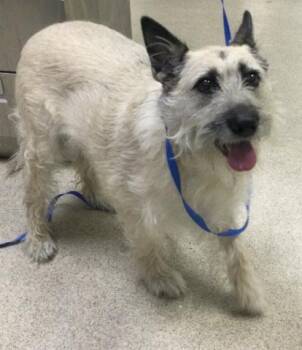 Border Terrier Dogs Available for Adoption in Riverside, California - LUNA BEAR | PetCurious