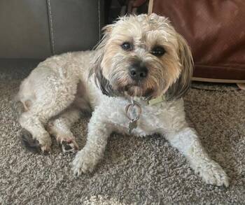 Aussiedoodle Dogs Available for Adoption in Williamsburg, Virginia - Theo | PetCurious