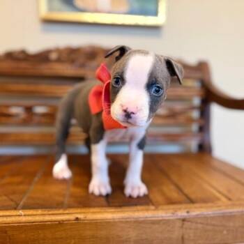 Lulu Bubaloo -  Pit Bull Terrier and Staffordshire Bull Terrier Dog for Adoption in Friendswood, Texas - Lulu Bubaloo | PetCurious