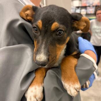 Yertle the Turtle -  Mixed Breed Dog for Adoption in Park City, Utah - Yertle The Turtle | PetCurious