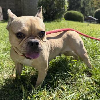 Andi -  French Bulldog Dog for Adoption in Latrobe, Pennsylvania - Andi | PetCurious