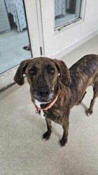 Leona -  Mixed Breed Dog Available for Adoption in Manitowoc, Wisconsin - Leona | PetCurious