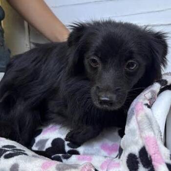 Donna -  Chihuahua and Spaniel Dog for Adoption in Sonoma, California - Donna | PetCurious