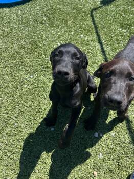 Labrador Retriever and Great Dane Dogs Available for Adoption in Morgantown, Kentucky - Moo | PetCurious