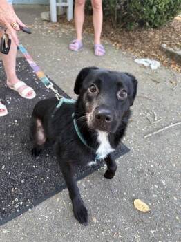 Blair -  Labrador Retriever Dog for Adoption in Mobile, Alabama - Blair | PetCurious