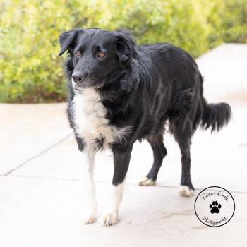 Border Collie Dogs Available for Adoption in Abilene, Texas - Hank | PetCurious