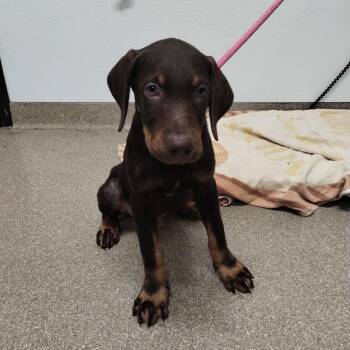 Raphael -  Labrador Retriever and Mixed Breed Dog for Adoption in League City, Texas - Raphael | PetCurious