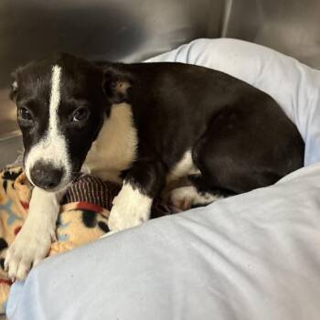 Aunt Chewy -  Border Collie and Pit Bull Terrier Dog for Adoption in Austin, Texas - Aunt Chewy | PetCurious