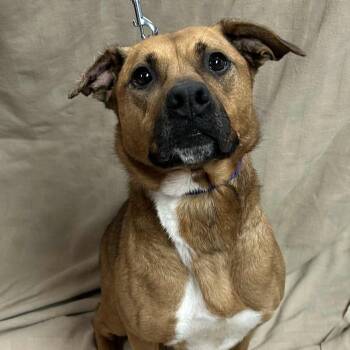Rescue Shepherd and Boxer Dogs for Adoption in Waterloo, Iowa - Moon | PetCurious
