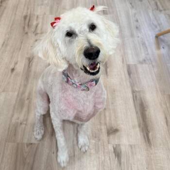 Tally (Benefactor Dog) -  Yellow Labrador Retriever and Standard Poodle Dog for Adoption in New Orleans, Louisiana - Tally (Benefactor Dog) | PetCurious