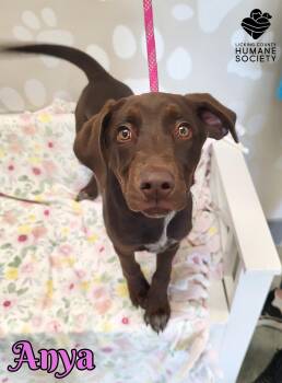 Doberman Pinscher Dogs Available for Adoption in Heath, Ohio - Anya | PetCurious